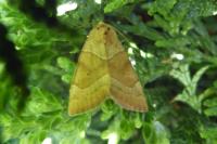 Cosmia trapezina