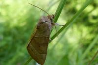 Cosmia trapezina