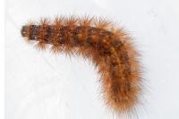 Phragmatobia fuliginosa