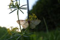 Idaea fuscovenosa