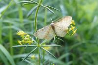 Idaea fuscovenosa
