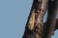 Diurnea lipsiella
