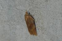 Cacoecimorpha pronubana