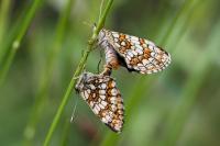 Melitaea athalia