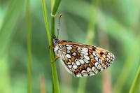 Melitaea athalia