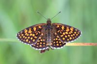 Melitaea athalia
