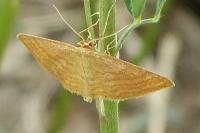 Idaea ochrata