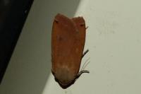 Noctua pronuba