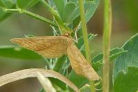 Idaea ochrata