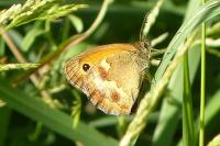Pyronia tithonus