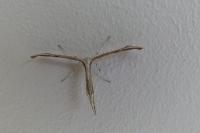 Emmelina monodactyla