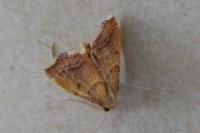 Endotricha flammealis