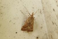 Synaphe punctalis