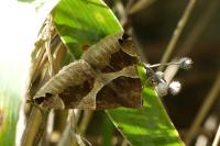 Dysgonia algira