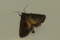 Thalpophila matura