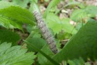 Poecilocampa populi