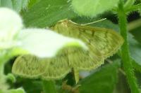 Patania ruralis