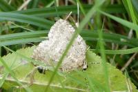 Epirrita