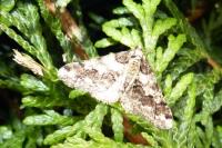 Agriopis leucophaearia