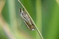 Crambus lathoniellus