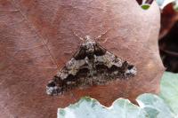Agriopis leucophaearia