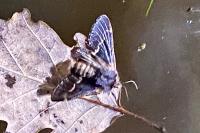 Poecilocampa populi populi