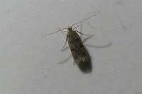 Borkhausenia nefrax