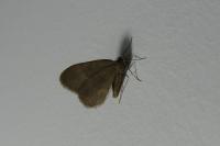 Operophtera brumata