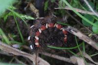 Acronicta rumicis