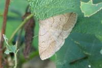 Zanclognatha lunalis