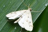 Parapoynx stratiotata