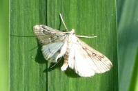 Parapoynx stratiotata