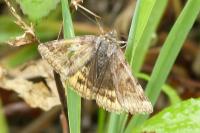 Euclidia glyphica
