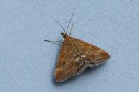 Pyrausta despicata