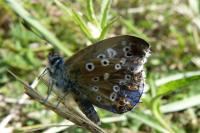 Lysandra bellargus