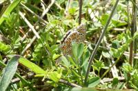 Lysandra bellargus