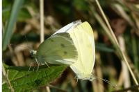 Pieris rapae
