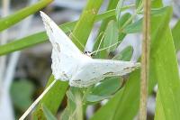 Scopula ornata