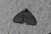 Operophtera brumata