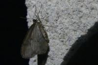 Operophtera brumata