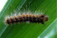 Lymantria dispar