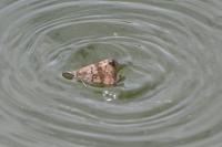 Lymantria dispar