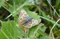 Pyrgus malvae