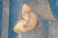 Operophtera brumata