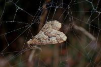 Erannis defoliaria