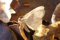 Operophtera brumata