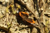 Vanessa atalanta