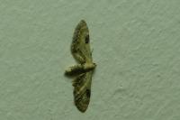 Eupithecia centaureata