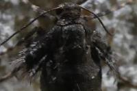 Operophtera brumata