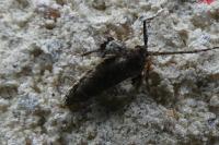 Operophtera